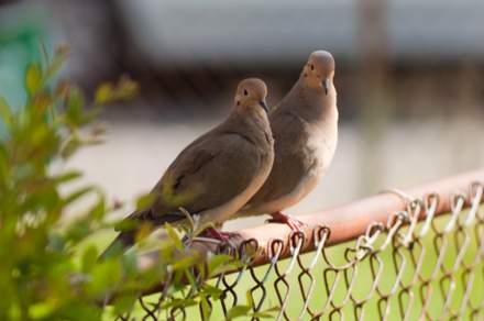 Two doves sitting on a fence in Crestwood, Washington, DC